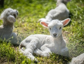 lamb